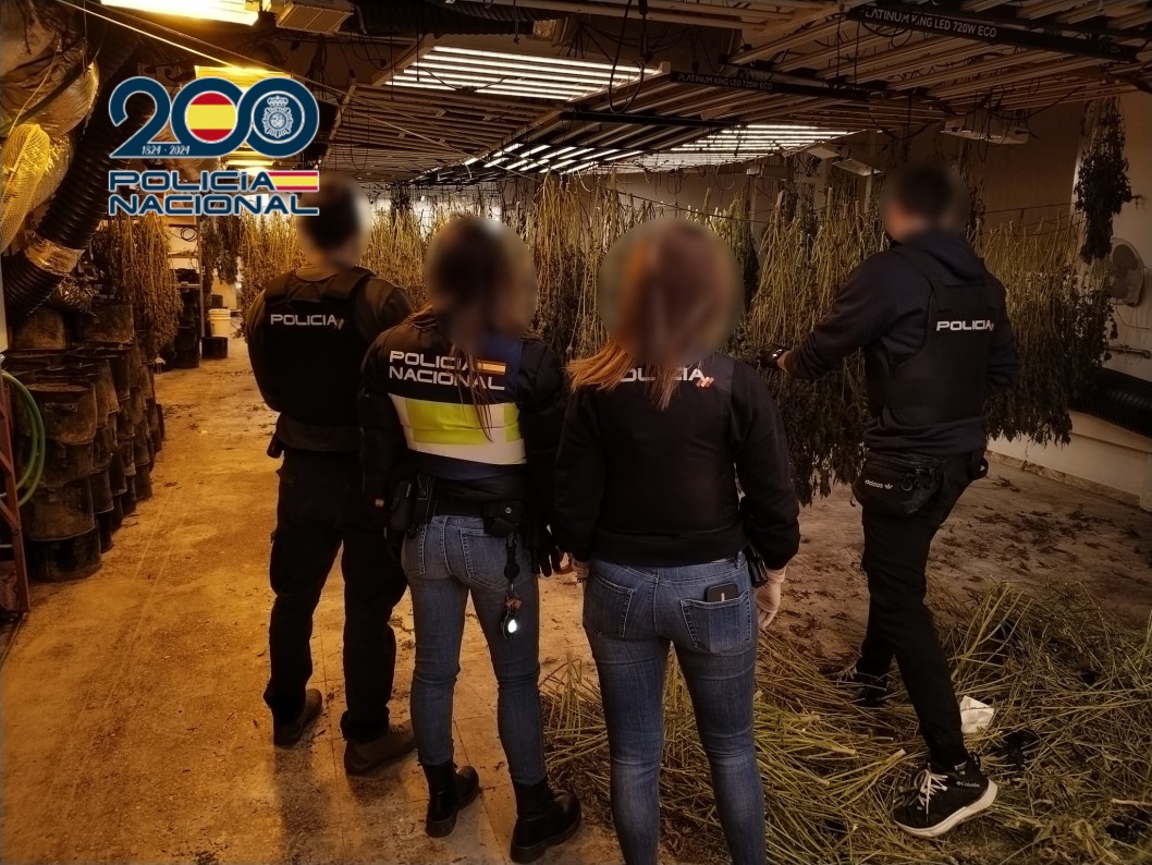 Desarticulado un grupo criminal dedicado al cultivo &ldquo;indoor&rdquo; de marihuana en Petrer