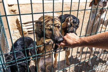 M&aacute;s de 150 mascotas esperan a ser adoptadas en el albergue