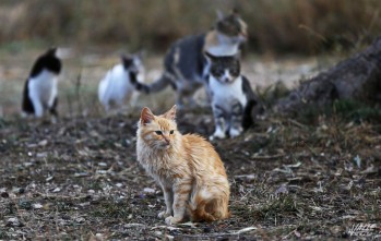 El m&eacute;todo CES para esterilizar gatos callejeros se implantar&aacute; en marzo en Elda