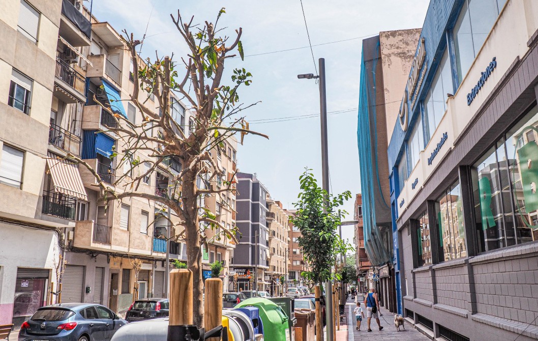 La empresa constructora repondrá los naranjos dañados en Alfonso XIII sin coste para el Ayuntamiento La empresa constructora repondrá los naranjos dañados en Alfonso XIII sin coste para el Ayuntamiento