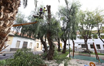 Mantenimiento contrata un servicio de poda urgente de jardines y plazas en peores condiciones
