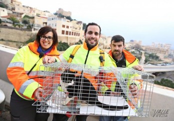 Rescatan al gato atrapado en el puente de la A-31 en Petrer