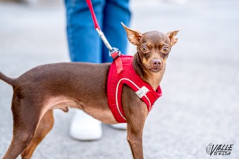 Segundas jornadas caninas de concienciaci&oacute;n este s&aacute;bado