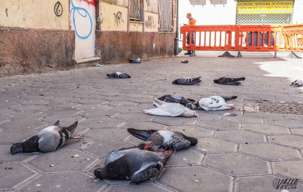 Investigan el envenenamiento de palomas junto a la Plaza Mayor Investigan el envenenamiento de palomas junto a la Plaza Mayor