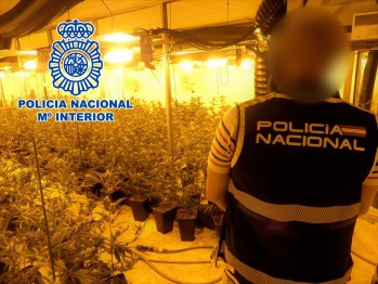 Desmantelan un cultivo de marihuana en Petrer