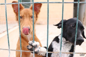Qu&eacute; hacer si se encuentra un animal perdido o abandonado