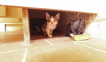 Buscan hogar para los cuatro gatitos que han nacido en el polideportivo de Petrer
