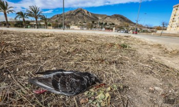 Aparecen muertas cientos de palomas en diferentes parques de Elda