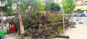 Vox denuncia la tala de cuatro &aacute;rboles en el parque del Pocoy&oacute; de Elda