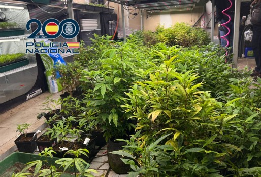 La Polic&iacute;a Nacional detiene a cuatro personas y desmantela dos plantaciones con 1481 ejemplares