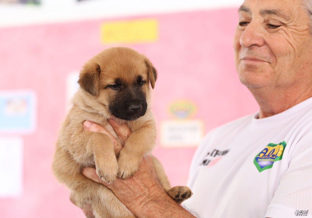 Encuentran cinco cachorros sepultados bajo los escombros en un contenedor de basura Encuentran cinco cachorros sepultados bajo los escombros en un contenedor de basura