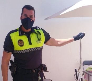 La Polic&iacute;a Local caza una serpiente en Elda