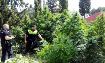 La Unidad Canina de Elda colabora en la incautaci&oacute;n de 109 plantas de marihuana en Petrer