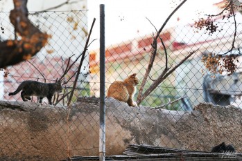 El Ayuntamiento gestiona la esterilizaci&oacute;n de 187 gatos con un coste de 12.000 euros