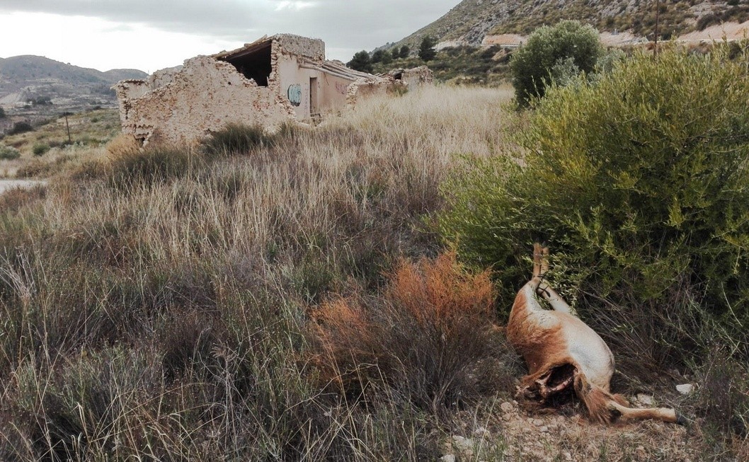 Encuentran un arruí decapitado en Petrer Encuentran un arruí decapitado en Petrer