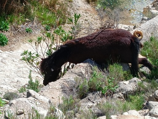 Aparece un caballo muerto en la rambla de Pu&ccedil;a