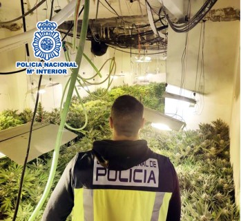 Un detenido por cultivar 278 plantas de marihuana en Elda